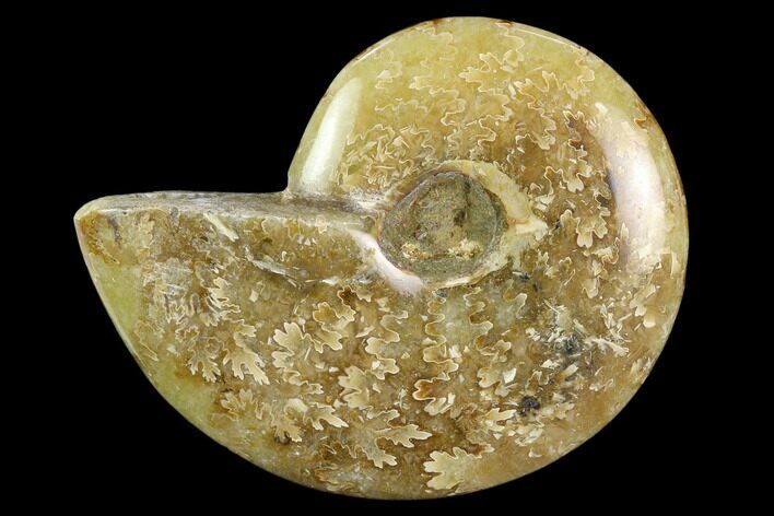 Polished, Agatized Ammonite (Cleoniceras) - Madagascar #119193